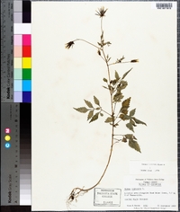 Bidens bipinnata image