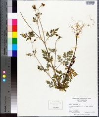 Bidens bipinnata image