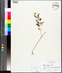 Bidens aristosa image