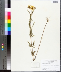 Bidens aristosa image