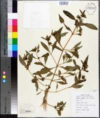 Bidens tripartita image