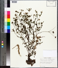 Bidens discoidea image