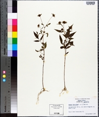 Bidens discoidea image