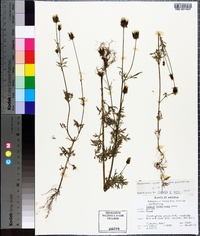 Bidens tenuisecta image