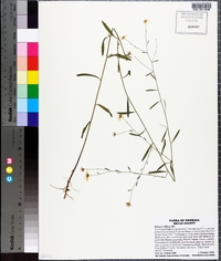 Boltonia diffusa image