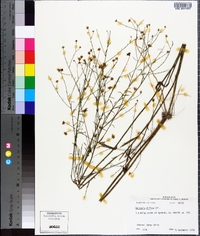 Boltonia diffusa image