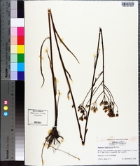 Arnoglossum ovatum image