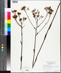 Arnoglossum ovatum image