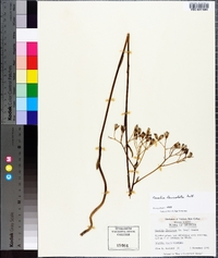 Arnoglossum ovatum image