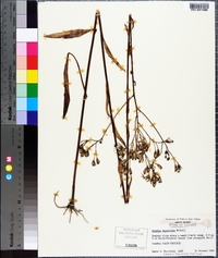 Arnoglossum ovatum image