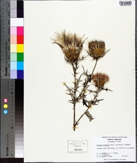 Cirsium discolor image