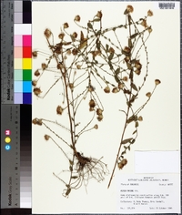 Symphyotrichum patens image