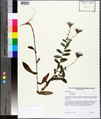 Symphyotrichum patens image