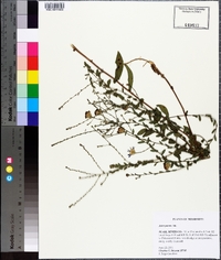 Symphyotrichum patens image