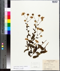 Symphyotrichum patens image