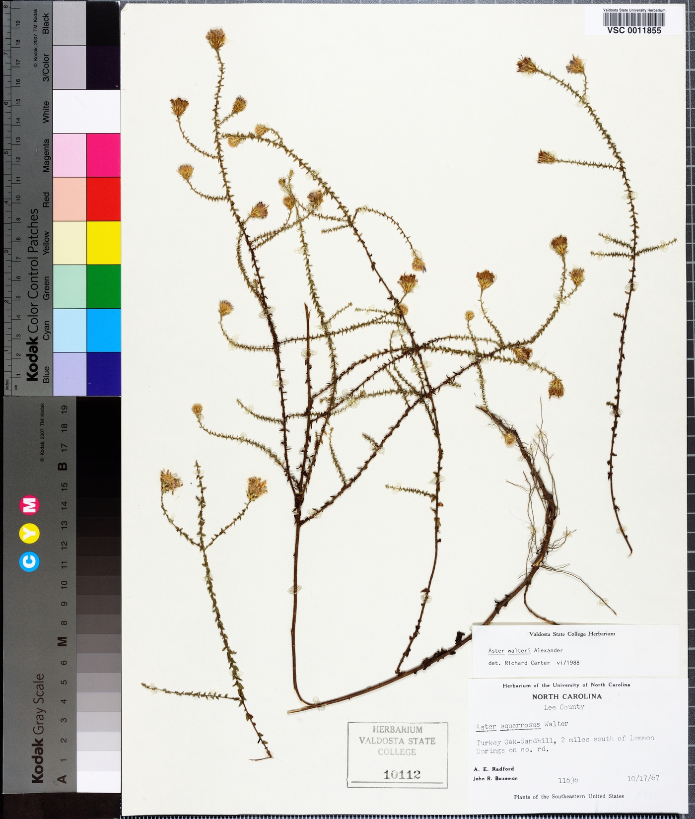 Symphyotrichum walteri image