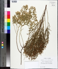 Baccharis angustifolia image