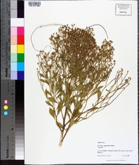 Baccharis angustifolia image