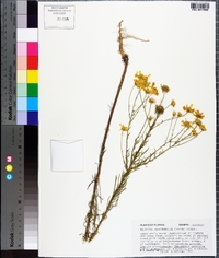 Balduina angustifolia image