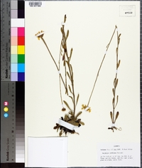 Balduina uniflora image