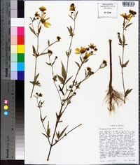 Bidens aristosa image