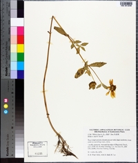 Bidens laevis image