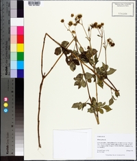 Bidens alba image