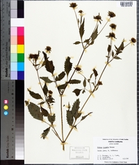 Bidens vulgata image