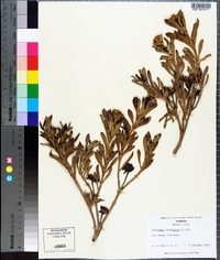 Borrichia arborescens image