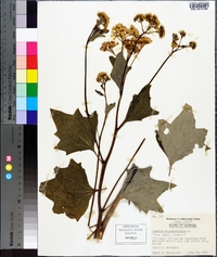 Arnoglossum atriplicifolium image