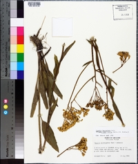 Arnoglossum ovatum image