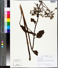 Arnoglossum plantagineum image