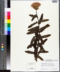 Cirsium repandum image