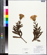 Cirsium repandum image