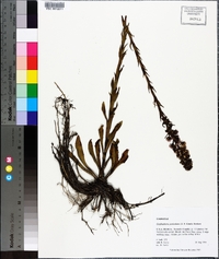 Carphephorus paniculatus image