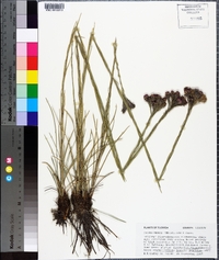 Carphephorus pseudoliatris image