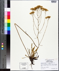 Bigelowia nudata subsp. nudata image