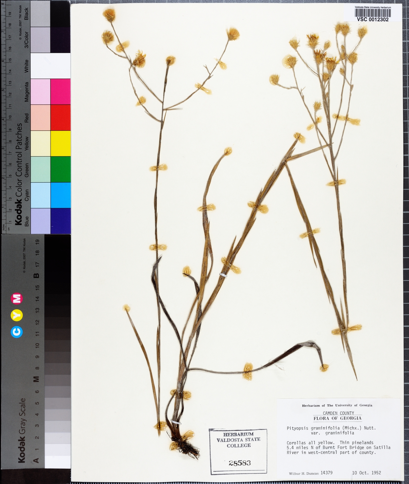 Pityopsis graminifolia image