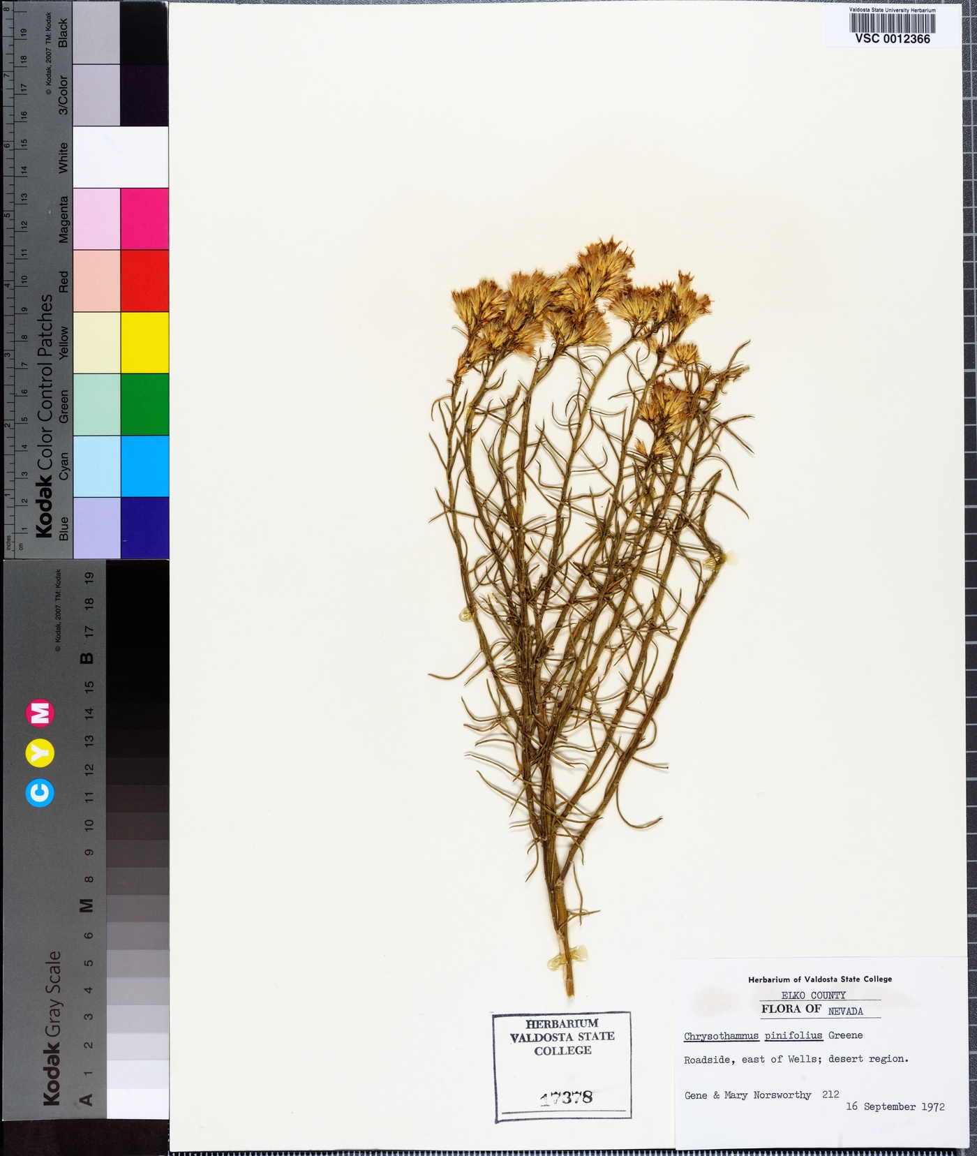 Chrysothamnus pinifolius image