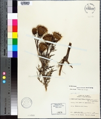 Cirsium discolor image