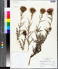 Cirsium discolor image