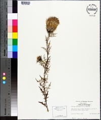 Cirsium discolor image