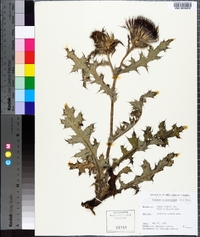 Cirsium horridulum image