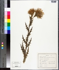 Cirsium virginianum image