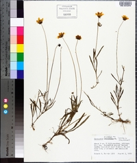 Coreopsis gladiata image