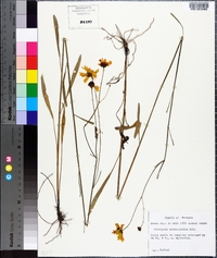 Coreopsis gladiata image