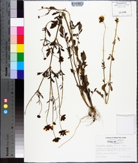 Coreopsis basalis image