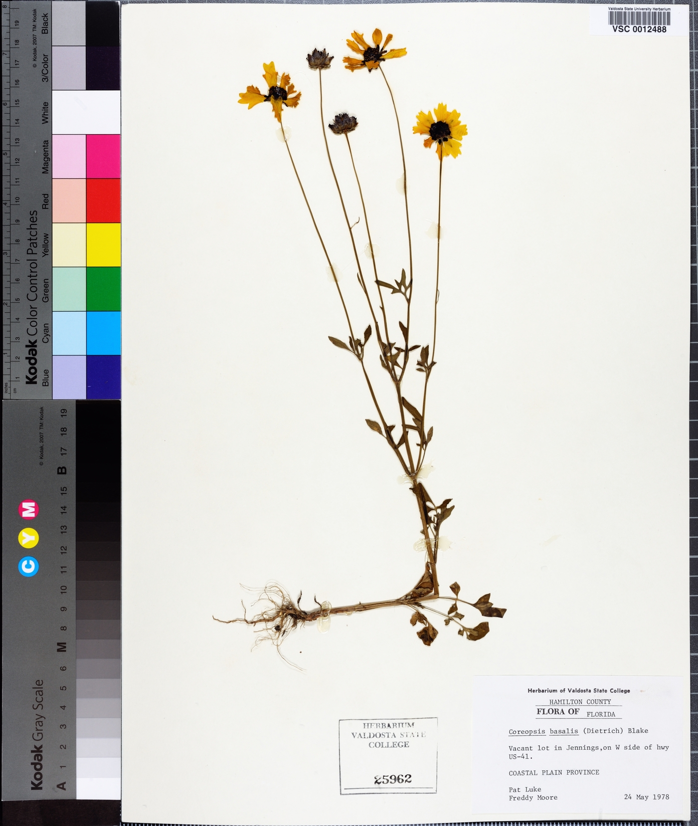 Coreopsis basalis image