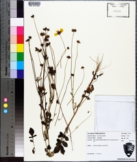 Coreopsis basalis image