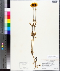 Coreopsis basalis image